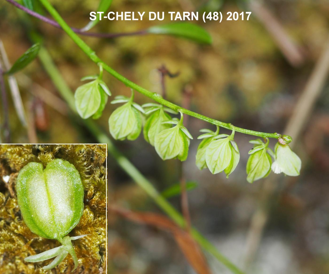 Milkwort, Chalk fruit